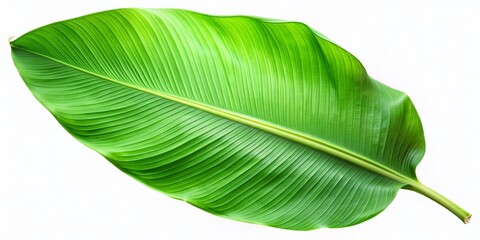 Obraz premium Lush Green Banana Leaf Clipart - Isolated Tropical Foliage for Design