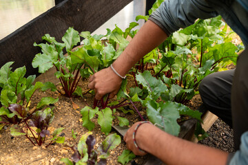 closeup of Man working in greenhouse