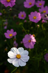 Obraz premium Glowing white cosmos flower with vibrant purple flowers creating a soft backdrop. Elegant white flower surrounded by blurred purple blossoms in a garden.