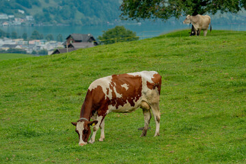 Fototapeta premium Dairy cow farming. Mammals grazing in the field. Cow on a ranch. Pasture filled with cows and calves. Bovine cow in the countryside. Grazing livestock. Grazing cow.