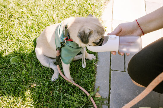 Dog drinks out of a drinker in the heat.