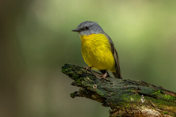 Eastern Yellow Robin