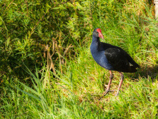 Fototapeta premium Quizzical Swamp Hen In Long Grass