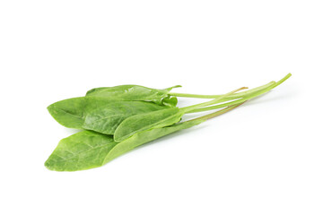 Fresh green sorrel leaves isolated on white