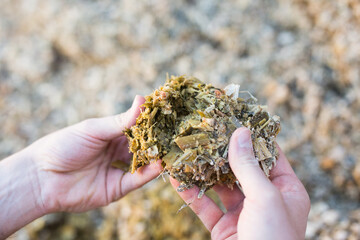 Hands holding bunch of pressed maize silage, fodder, livestock feed.
