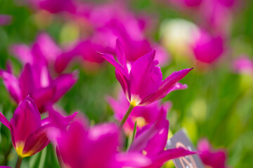 Tulips in a vibrant spring field in the Netherlands. Blooming spring flowers. Tulips flower in garden. Spring flowers blooming in the garden. Field of tulips. Spring flowers.