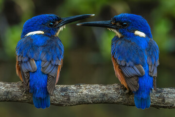 Azure Kingfisher