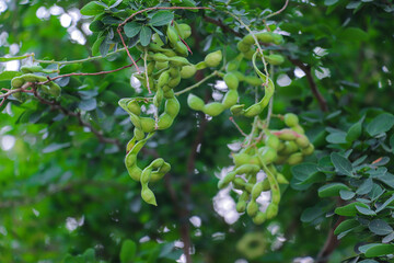 Manila Tamarind Tree with Green Unripe Twisted Pods
