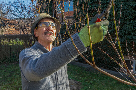 Gardener with pruning shears