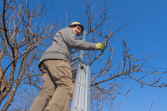 Gardener with pruning shears