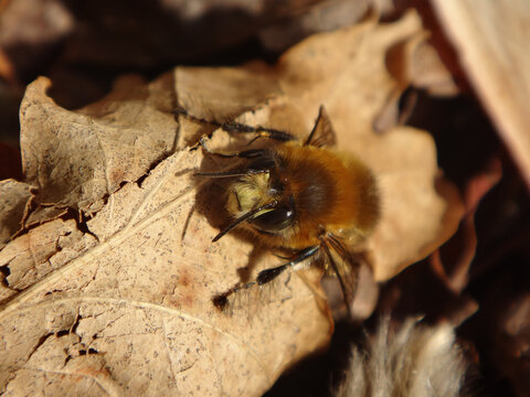 Hairy-footed flower bee (Anthophora plumipes), male resting on a dry oak leaf
