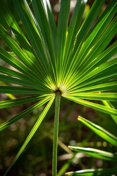 Palmetto pattern 2