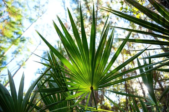 Palmetto pattern 4
