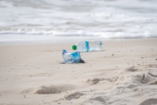 blue bottle jellyfish