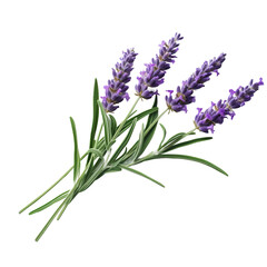 Obraz premium lavender isolated on white background