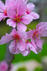 several delicate pink cherry blossoms bloom on a branch