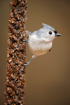 Tufted Titmouse