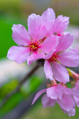 Obraz premium several delicate pink cherry blossoms bloom on a branch