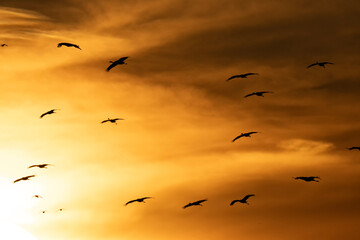 Sandhill cranes migration; Crane Trust; Nebraska