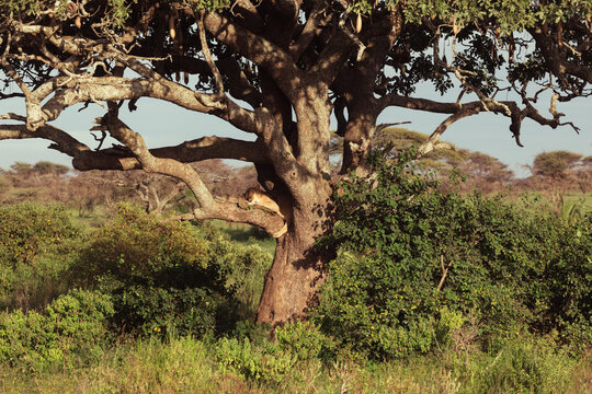 Leopard in tree
