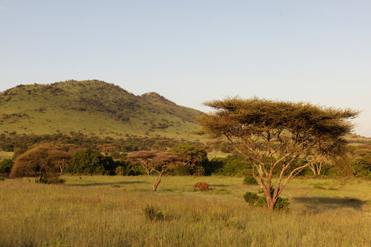 Fototapeta Elephant in the Serengti