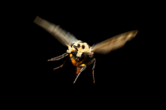 Moth in nocturnal flight