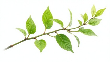 Delicate branch isolated on white background, showcasing its intricate details, botanical, stem, leaf