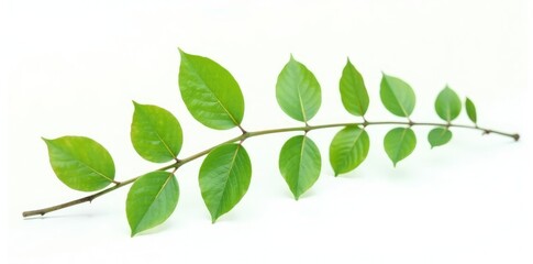 Obraz premium Delicate branch with leaves isolated on white background, branches, green, nature