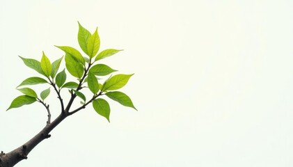 Fototapeta premium Single branch on white background exposed to light, tree, texture, light