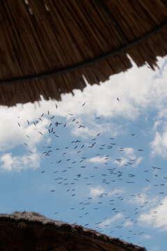 a large flock of cranes flies across the sky