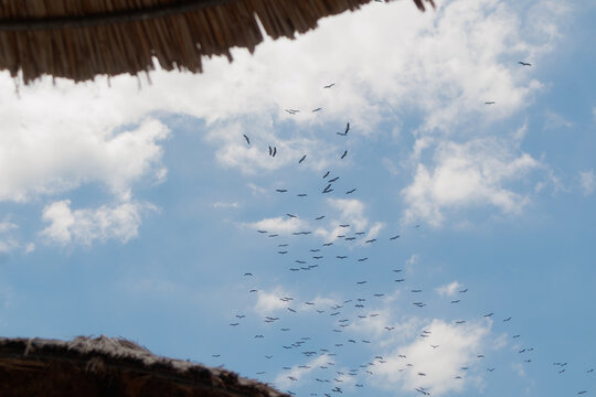 a large flock of cranes flies across the sky