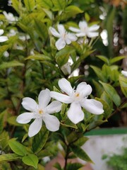 White flowers