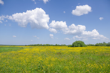 Obraz premium A beautiful summer meadow