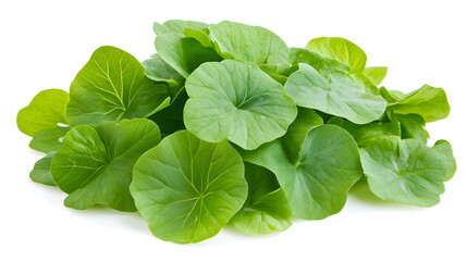 Fresh Wood Sorrel Leaves