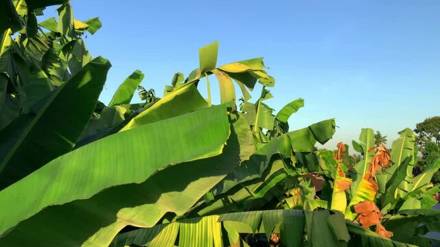 Gren leaf on blue sky background