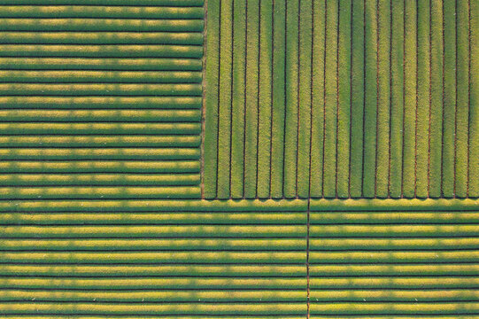 Aerial View of Neatly Arranged Green Tea Plantation Rows
