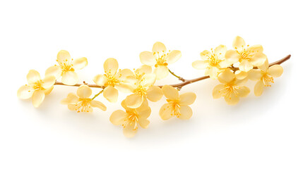 Osmanthus Flowers