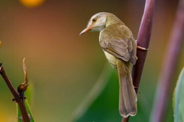 Plain Prinia rinia (Prinia inornata)