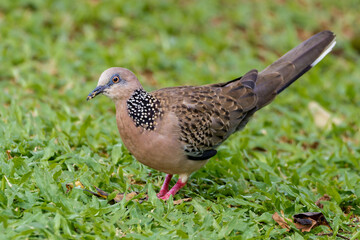 Spotted Dove (Spilopelia chinensis)