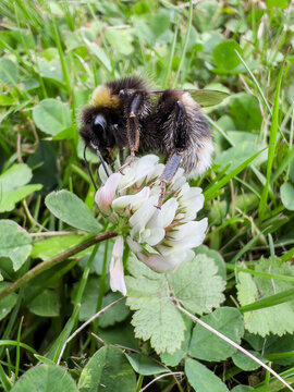 Bumblebee