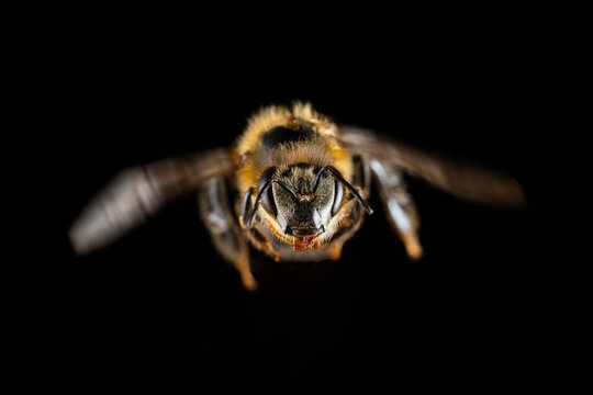Close-up of a flying bee