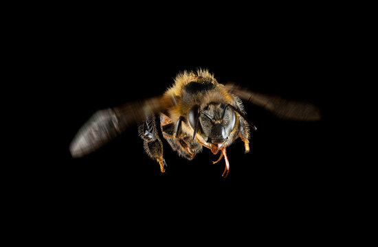 Bee in flight against black background