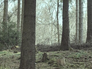 tree in the forest