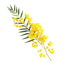 Obraz premium branch of mimosa isolated on white