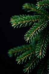 Close up of fluffy pine tree branch against black backdrop, texture, holiday, macro