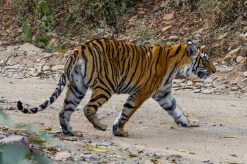 Fototapeta premium tiger at ranthambore national park, India 