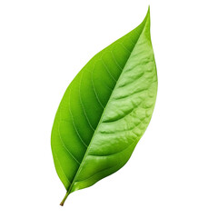 Obraz premium green leaf on white background