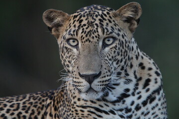 Sri Lankan Wildlife, Wildlife photogrphy 