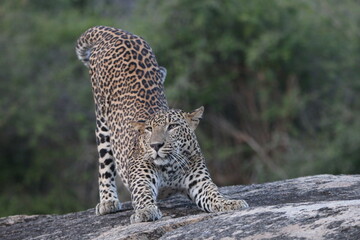 Sri Lankan Wildlife, Wildlife photogrphy 