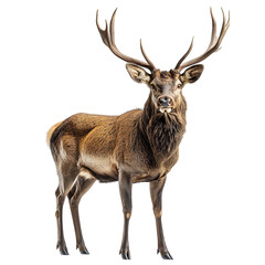 Regal Stag with Large Antlers Standing Confidently Isolated on Transparent Background